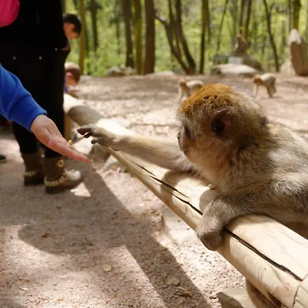 Ron's Lägenhet Colmar