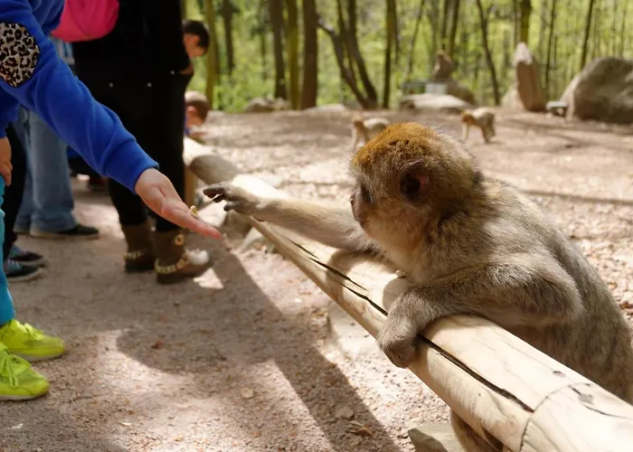 Ron's Appartamento Colmar